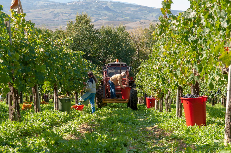 Weinbau in der Toskana