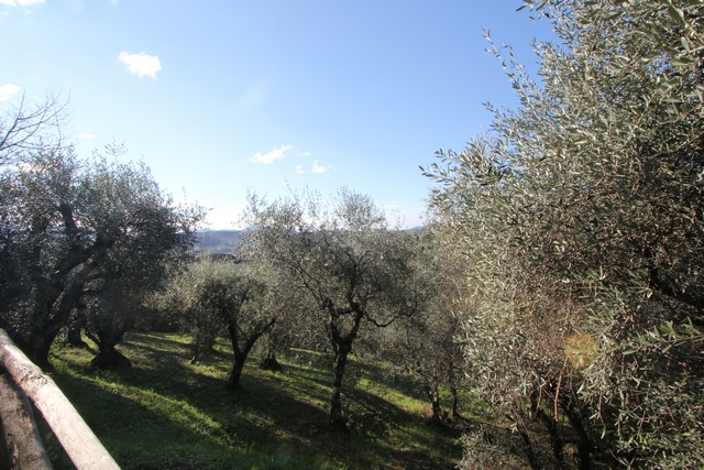Landvilla bei Lucca umgeben vom Olivenhain