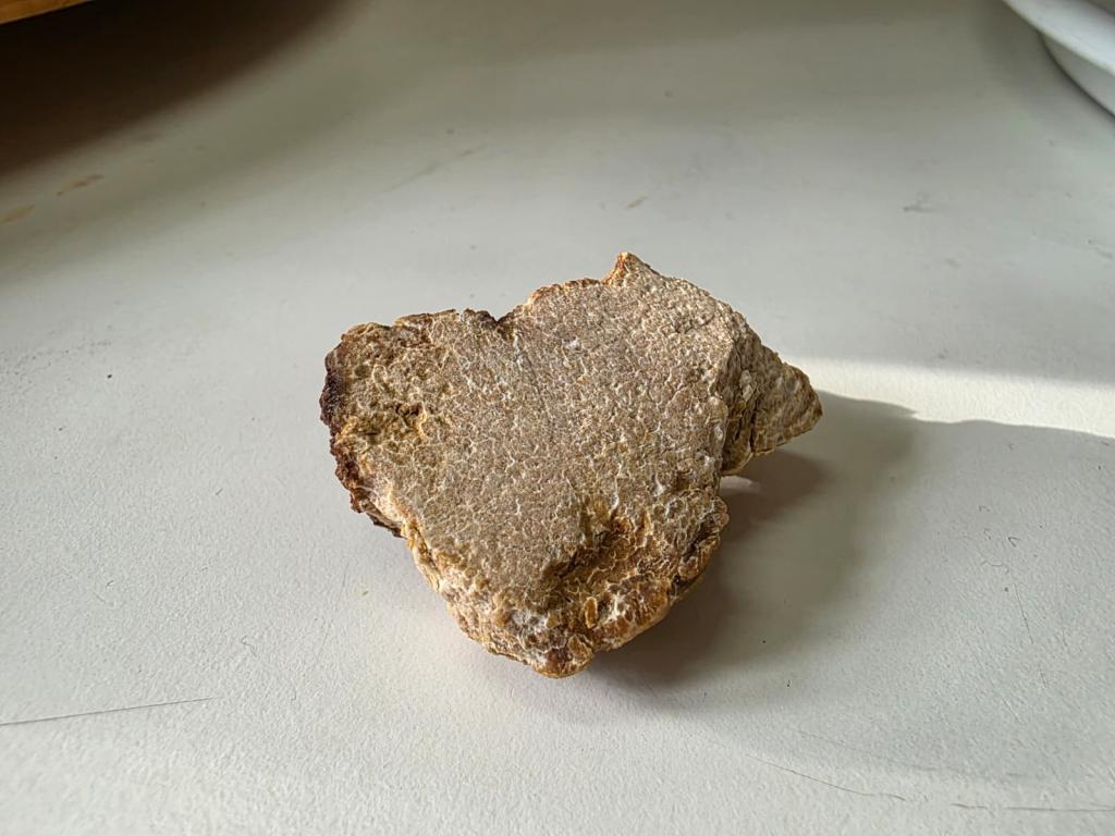 In search of the most precious flavour: truffle hunting in Tuscany.