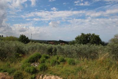 Unfinished farmhouse with olive grove