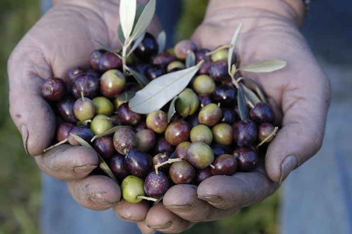 Buying a villa with an olive grove in Italy