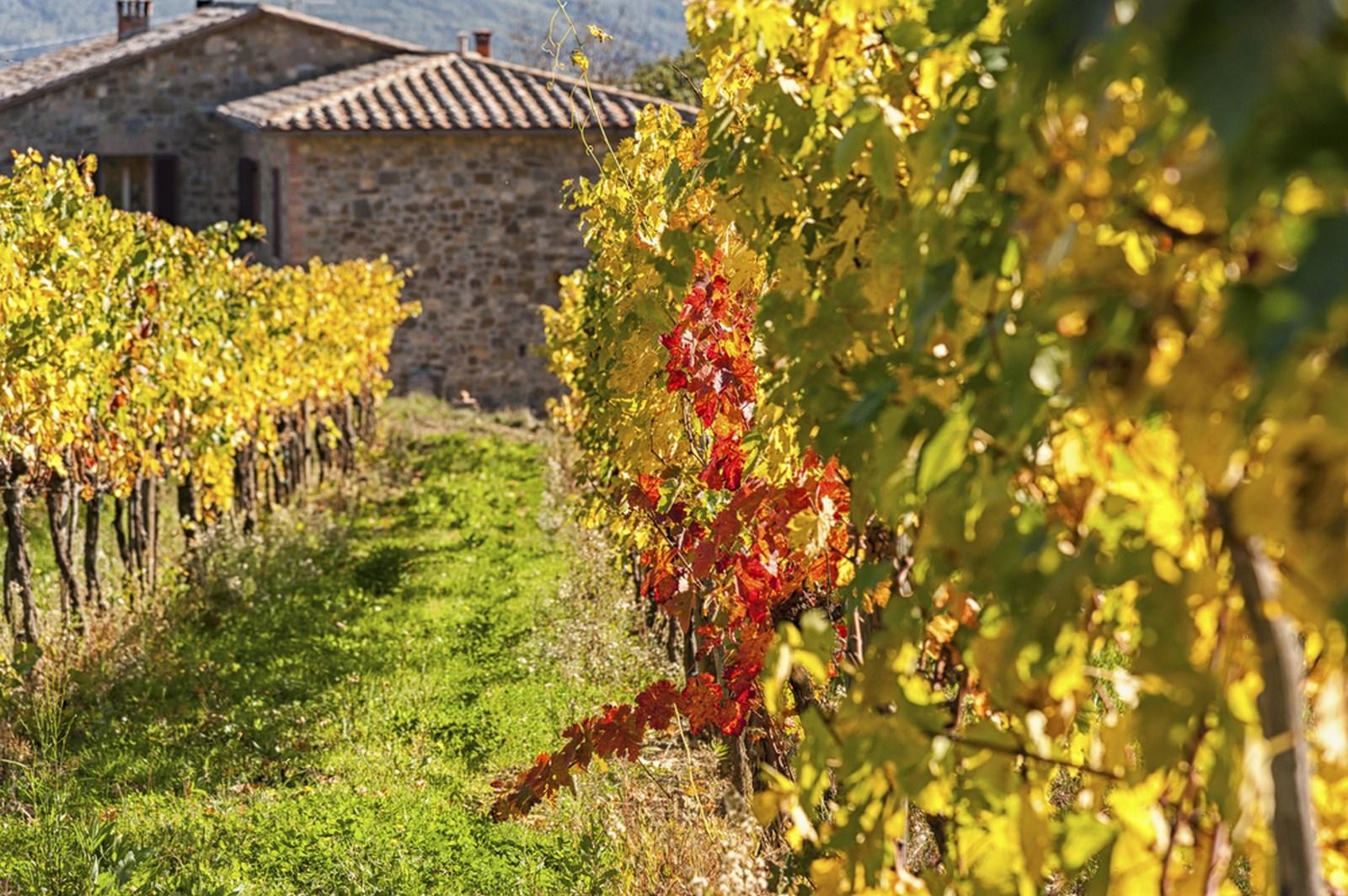 casale-und-wein-Kopie-1