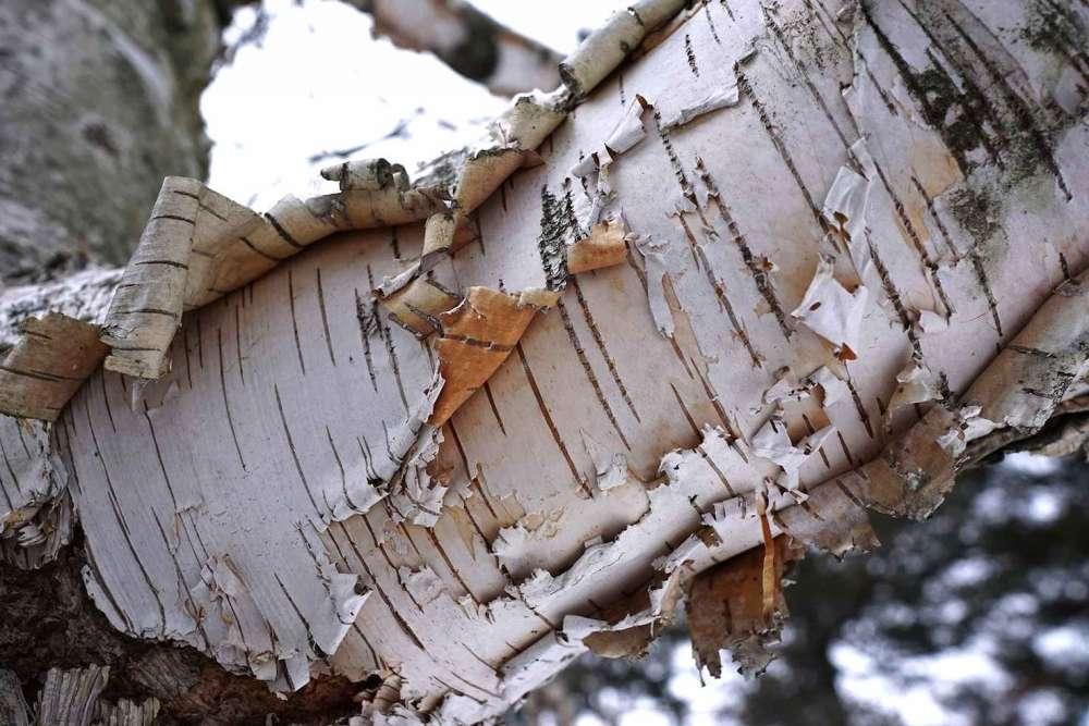 602e58b470e1b_1613650100