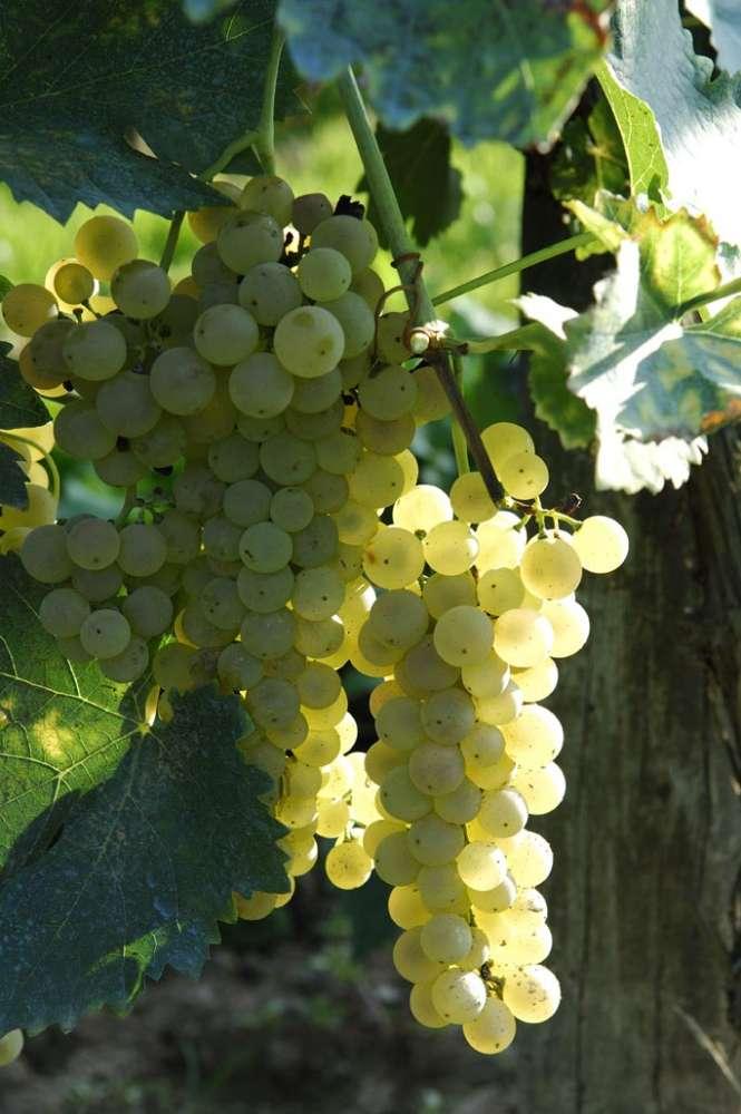 6037c584adc26_1614267780