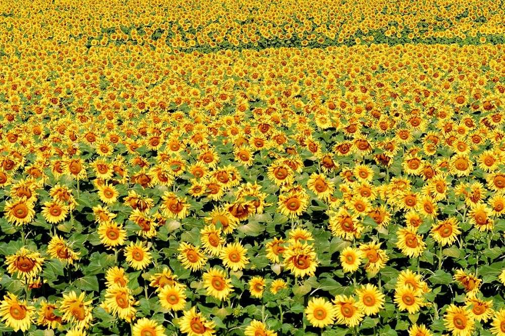 6098ea7dd5336_1620634237