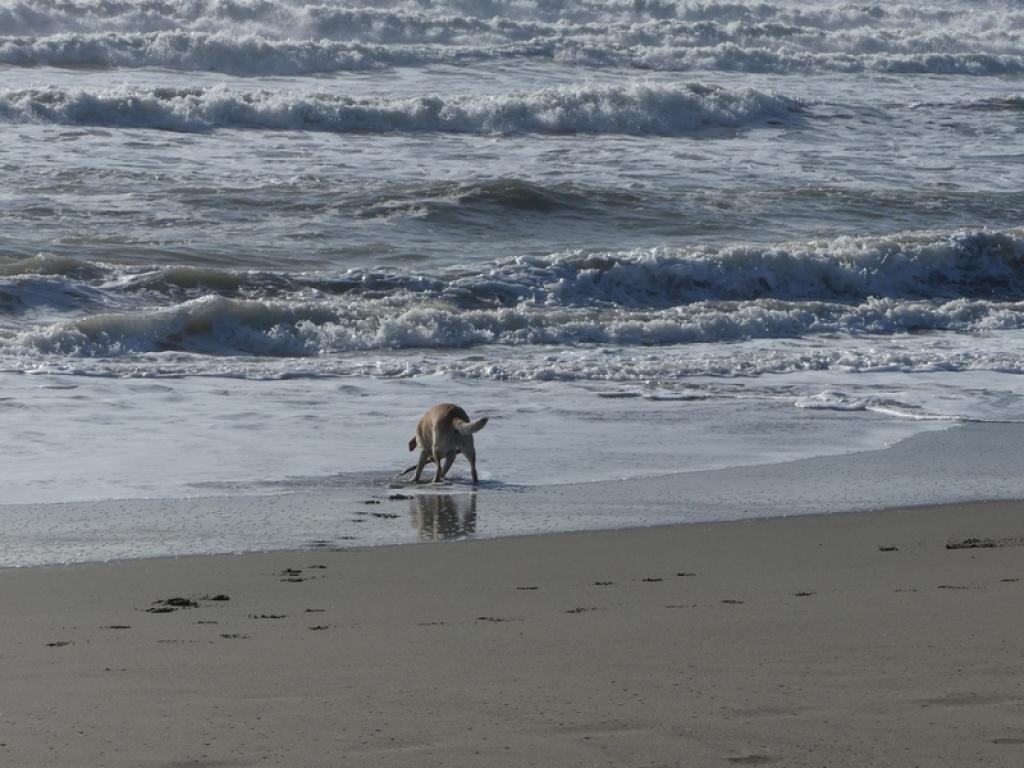 Marina di Massa: želvy jsou zpátky