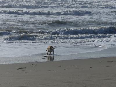 Marina di Massa: želvy jsou zpátky