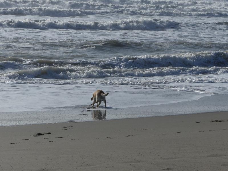Marina di Massa: le tartarughe sono tornate