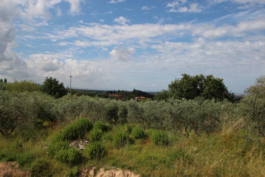 Unfinished farmhouse with olive grove-10