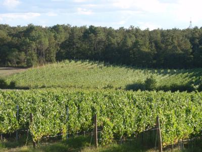 Wine farm