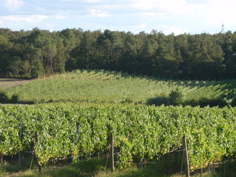 Wine farm-14