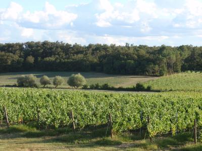 Wine farm