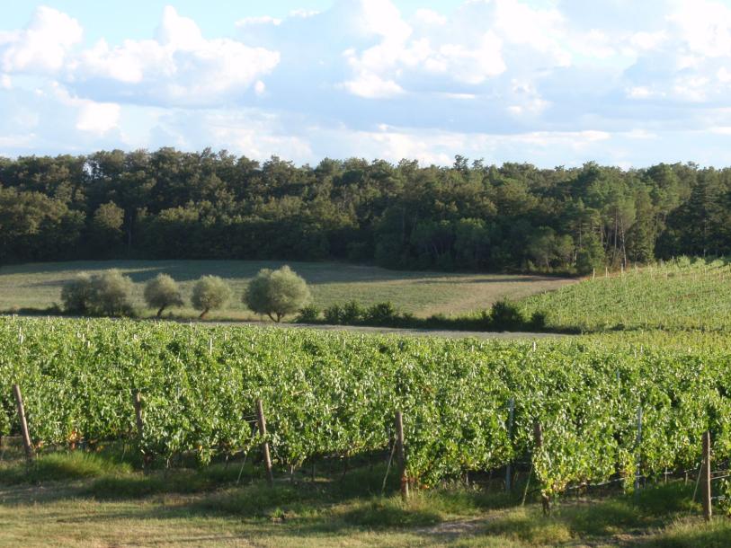Wine farm-13
