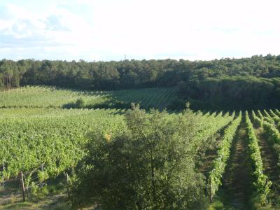 Wine farm