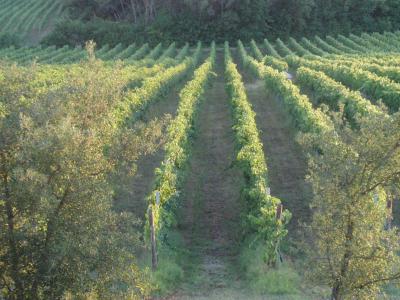 Wine farm