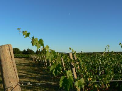 Wine farm