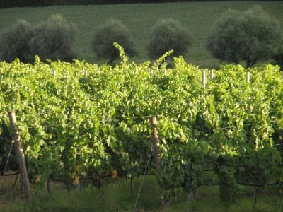 Wine farm