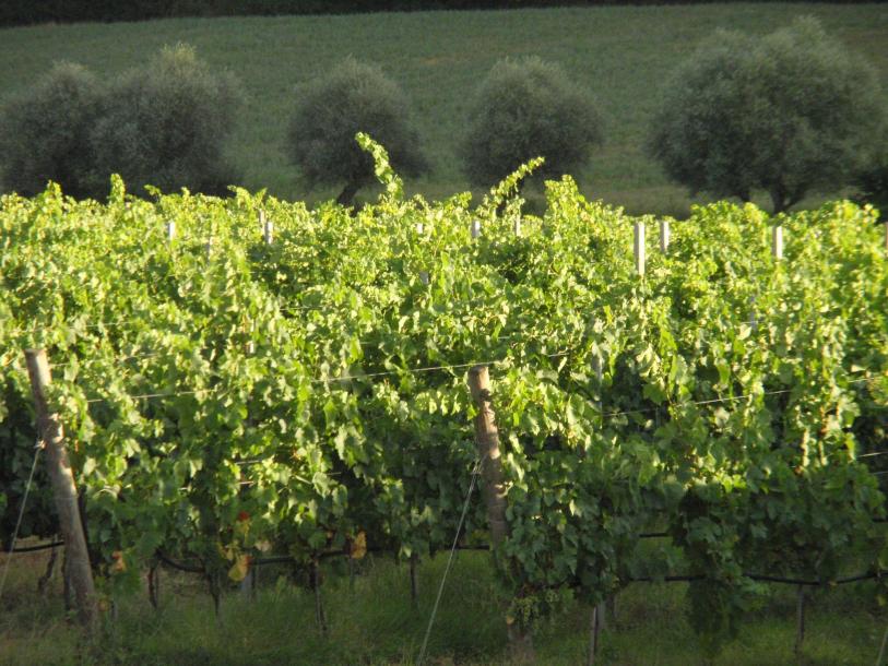 Wine farm-4