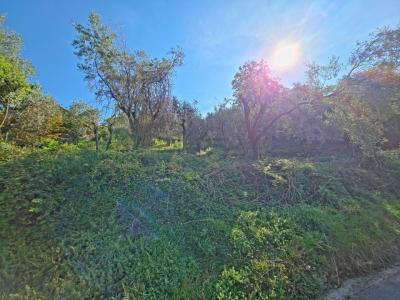 A hill with seaview and house above Camaiore-7