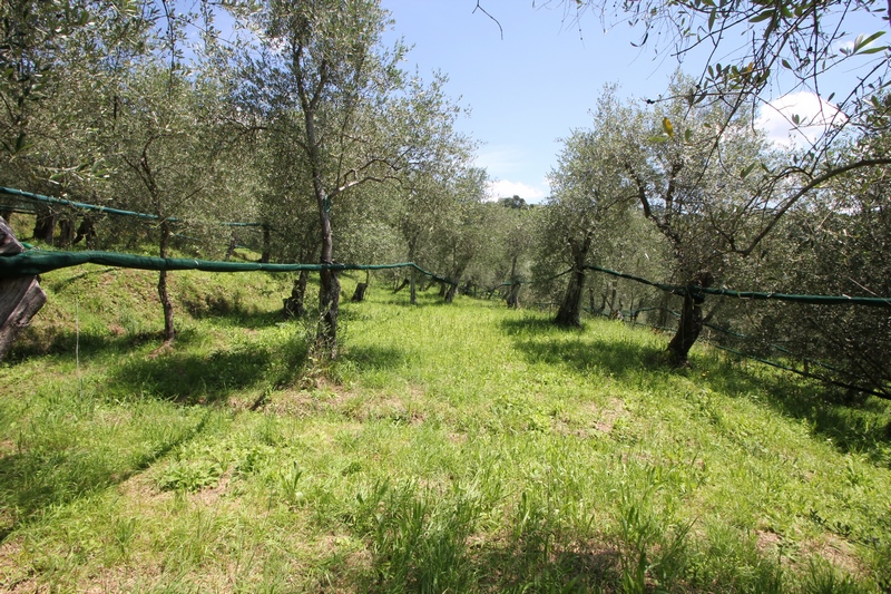 Rustikales Steinhaus zur Renovierung in Pieve di Camaiore – Versilia