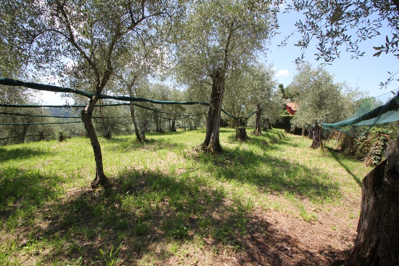 Rustikales Steinhaus zur Renovierung in Pieve di Camaiore – Versilia