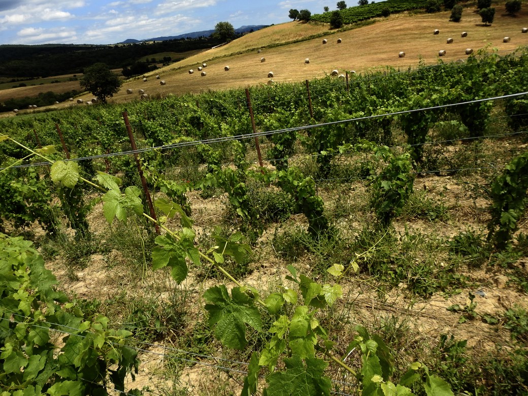 Organic farm in Scansano