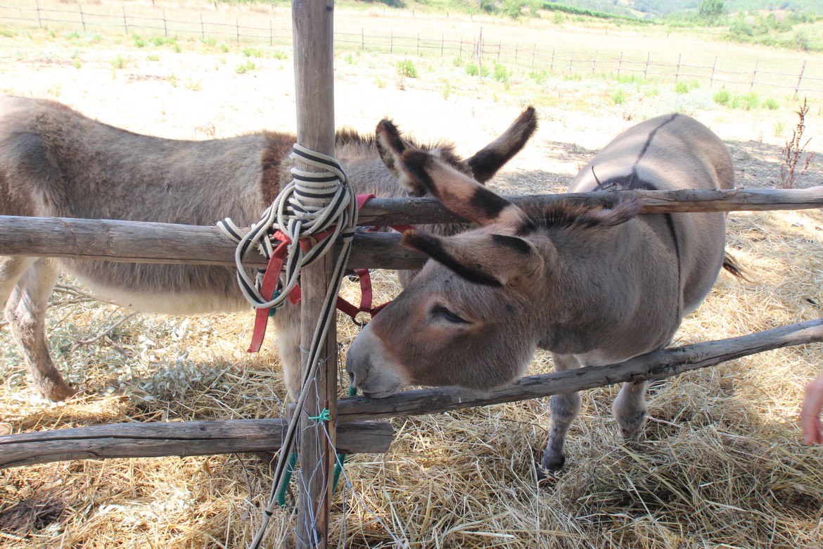 Organic Farm Near Saturnia – Wine, Olive Oil & Honey Production