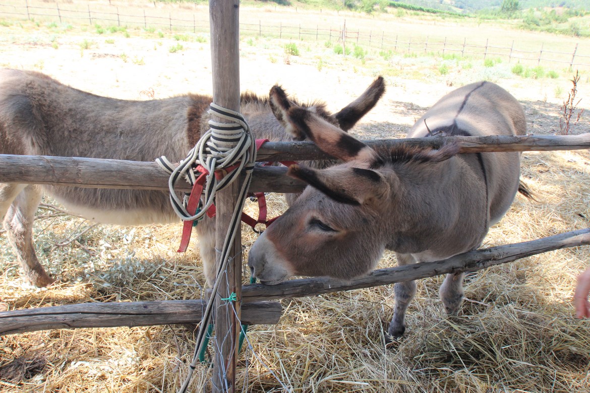 Organic farm in Scansano