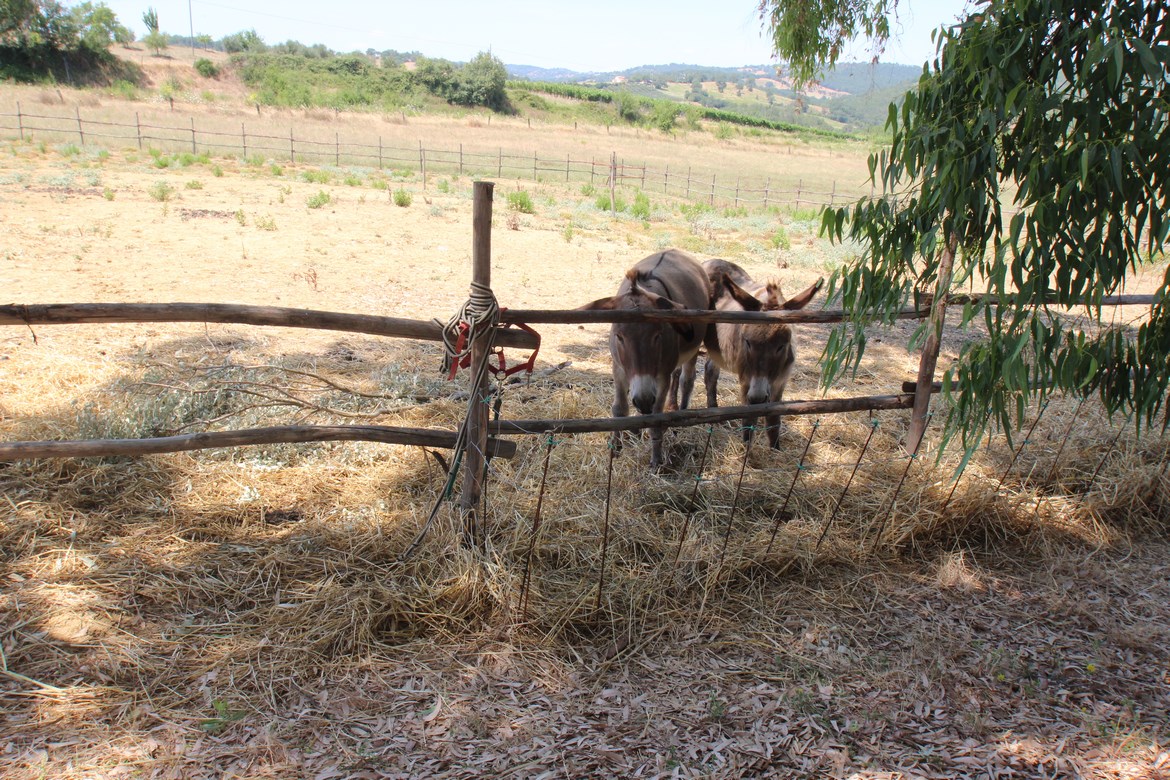 Organic farm in Scansano