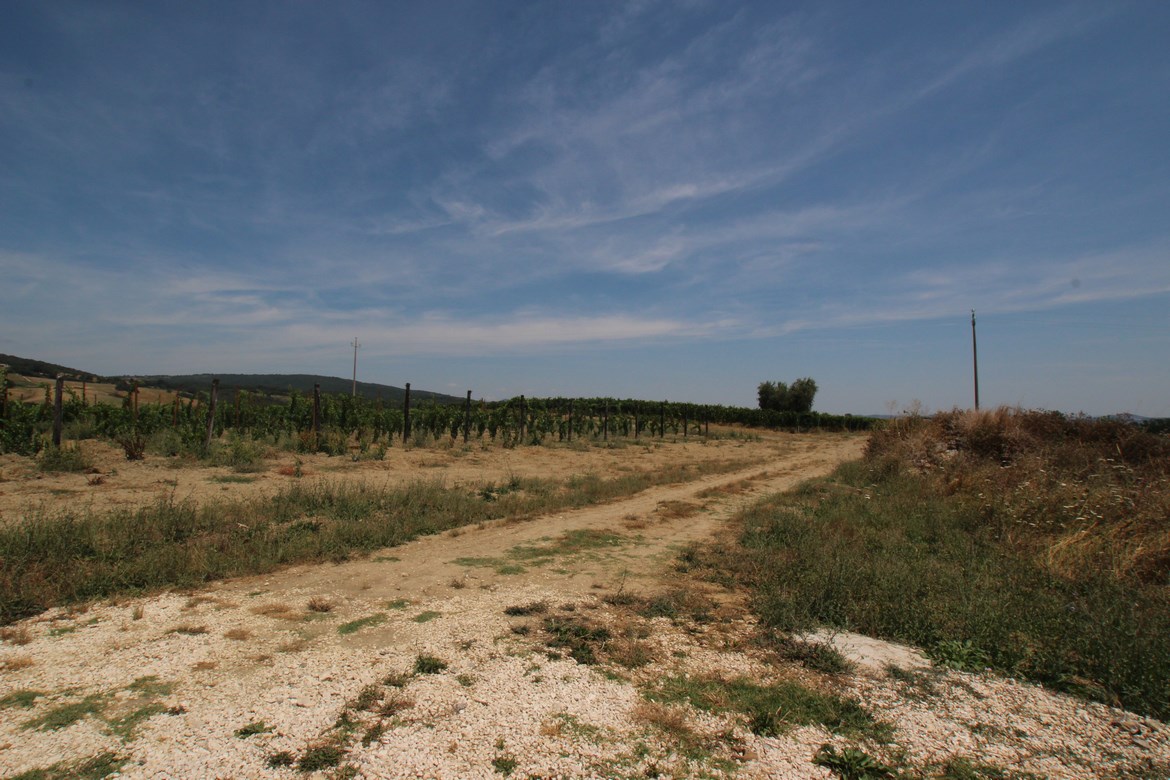 Organic farm in Scansano