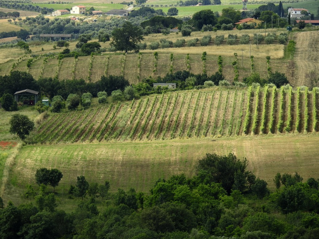 Organic farm in Scansano