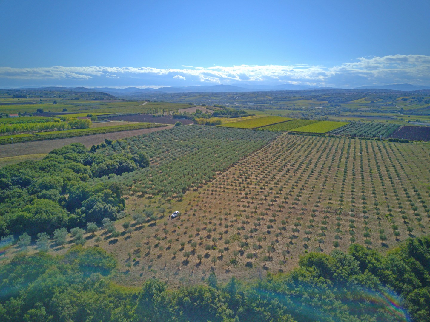 Olive farm