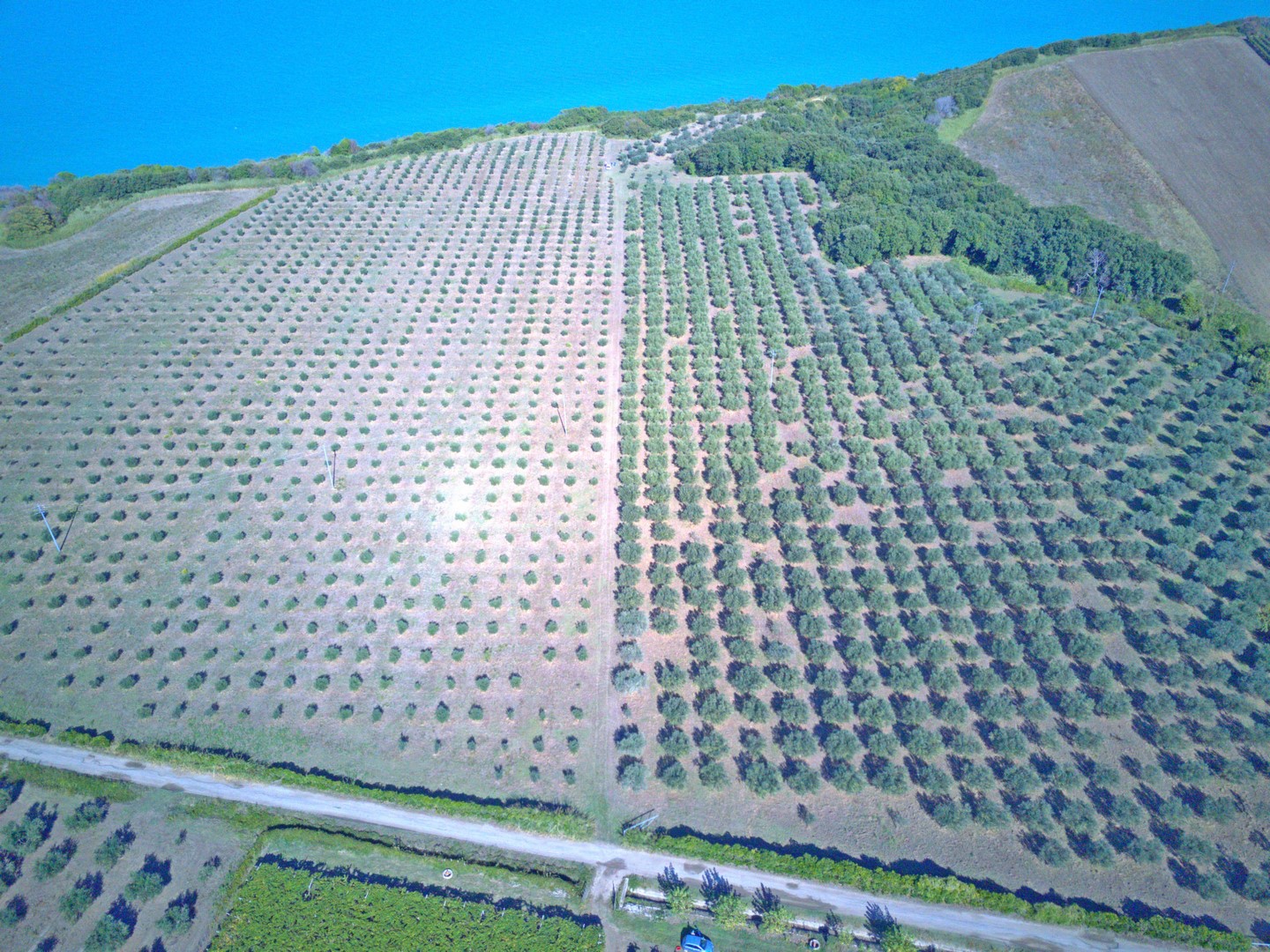Country House with Olive Grove & Sea Access – Near Vasto, Italy