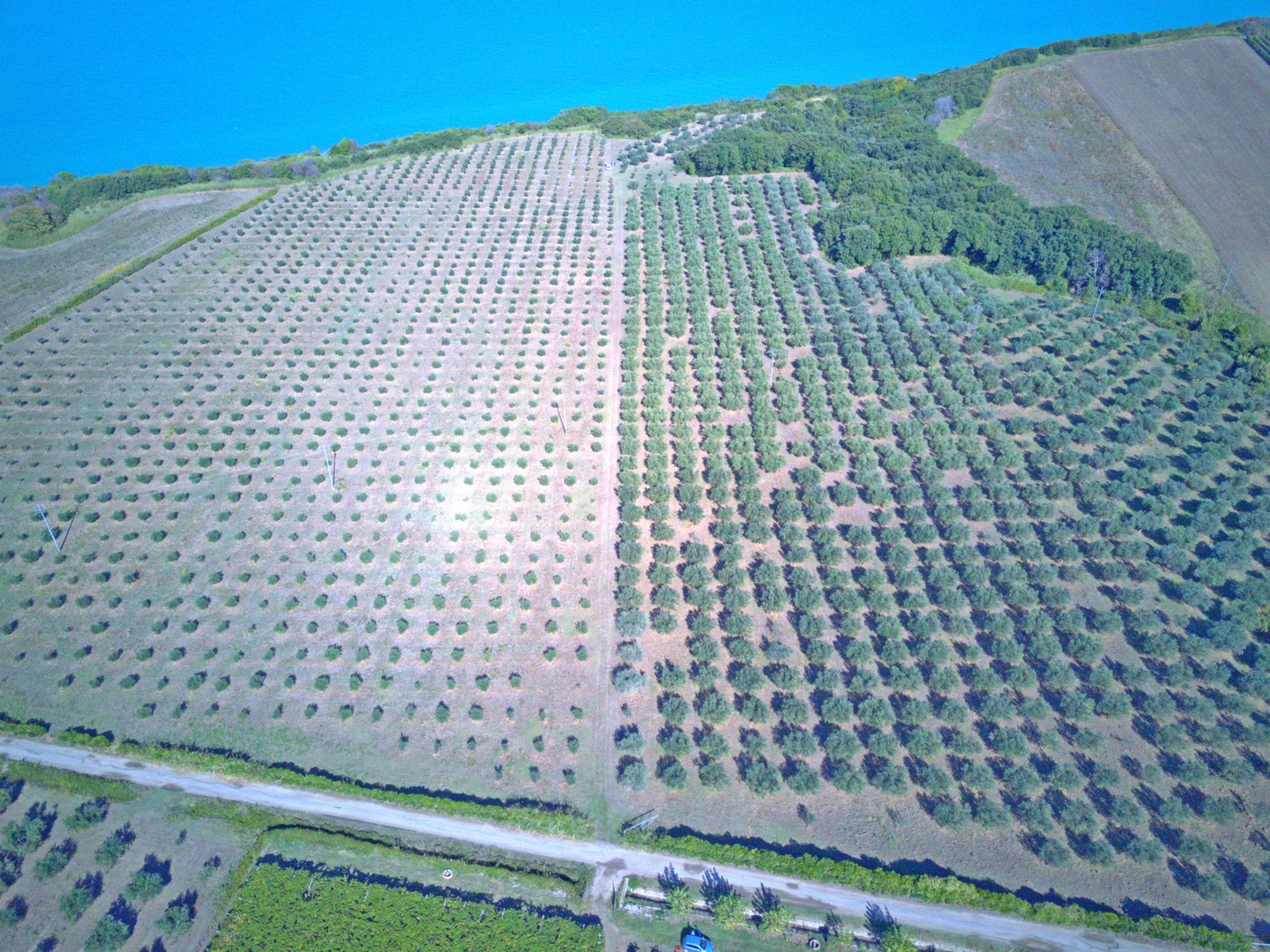 Olivenproduktion am Meer