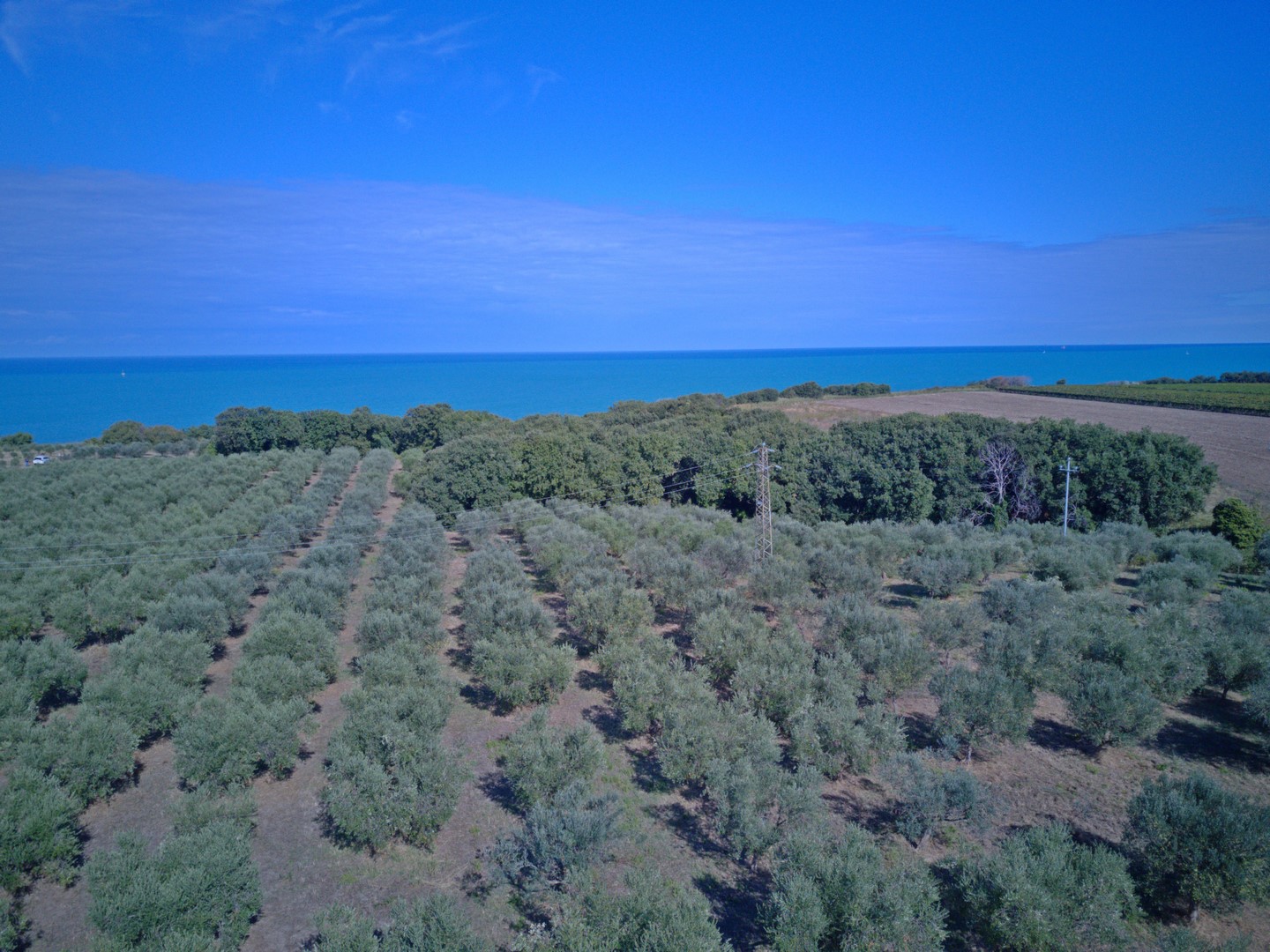 Olivenproduktion am Meer
