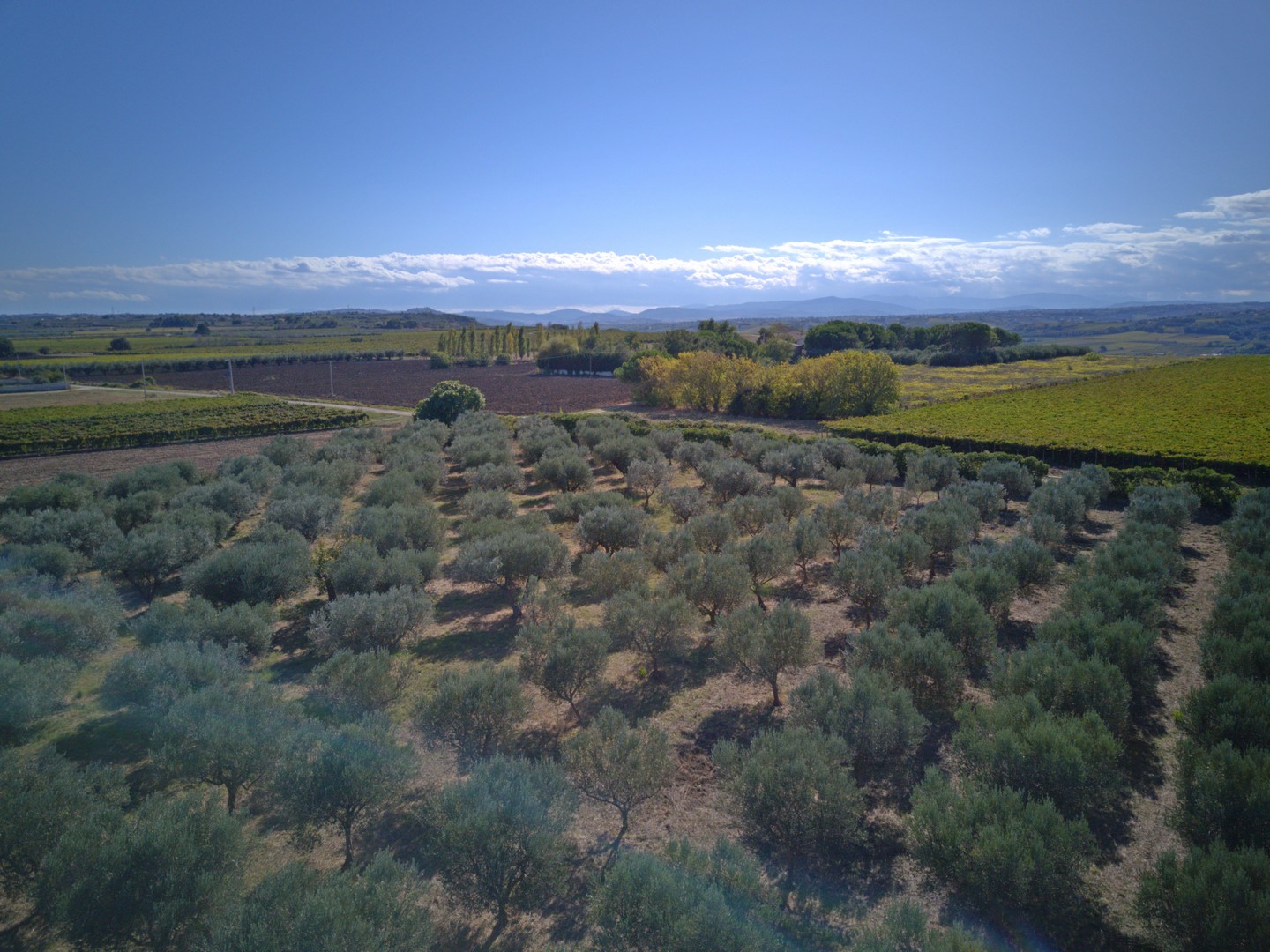 Olive farm