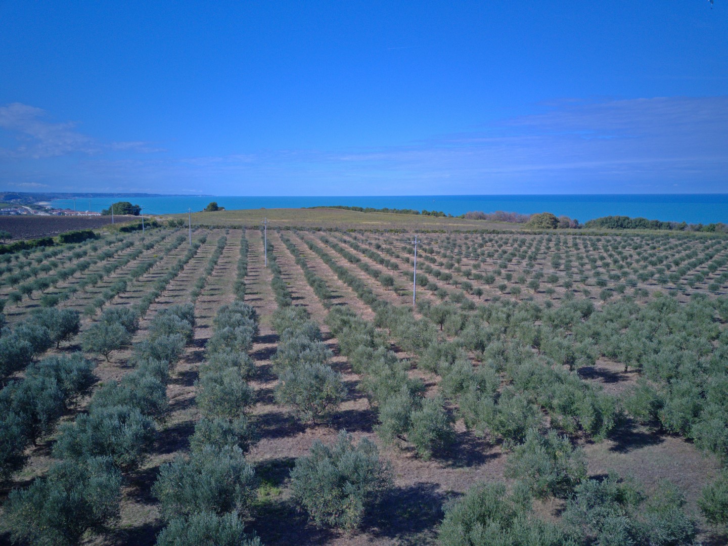 Olivenproduktion am Meer