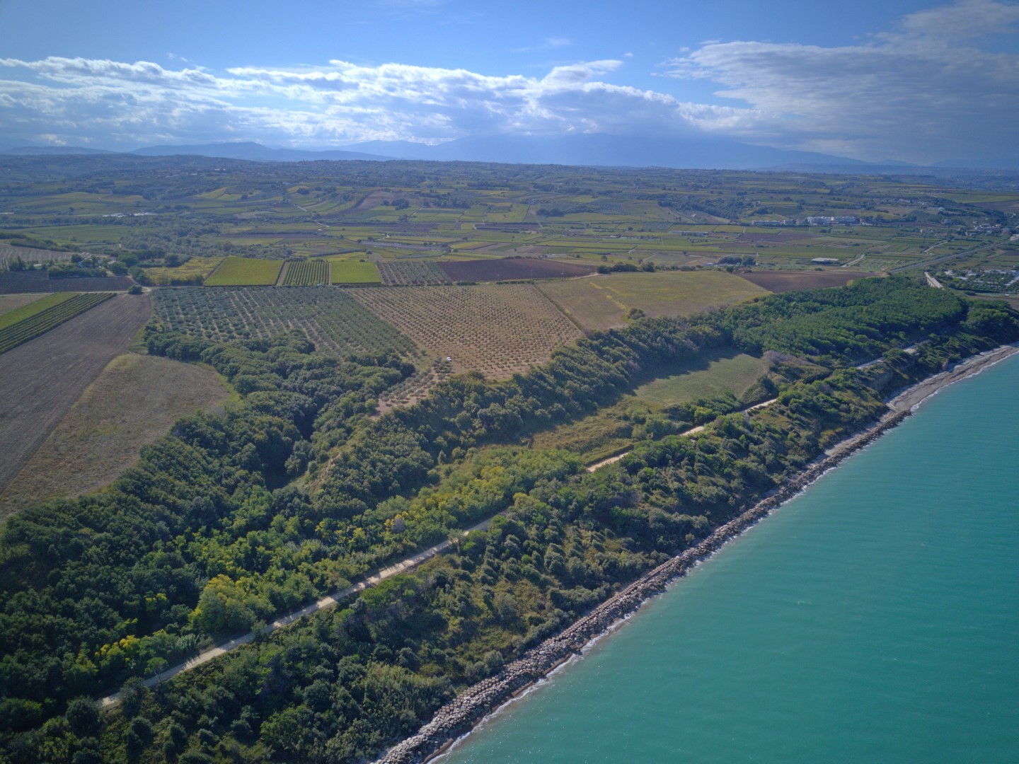 Olivenproduktion am Meer