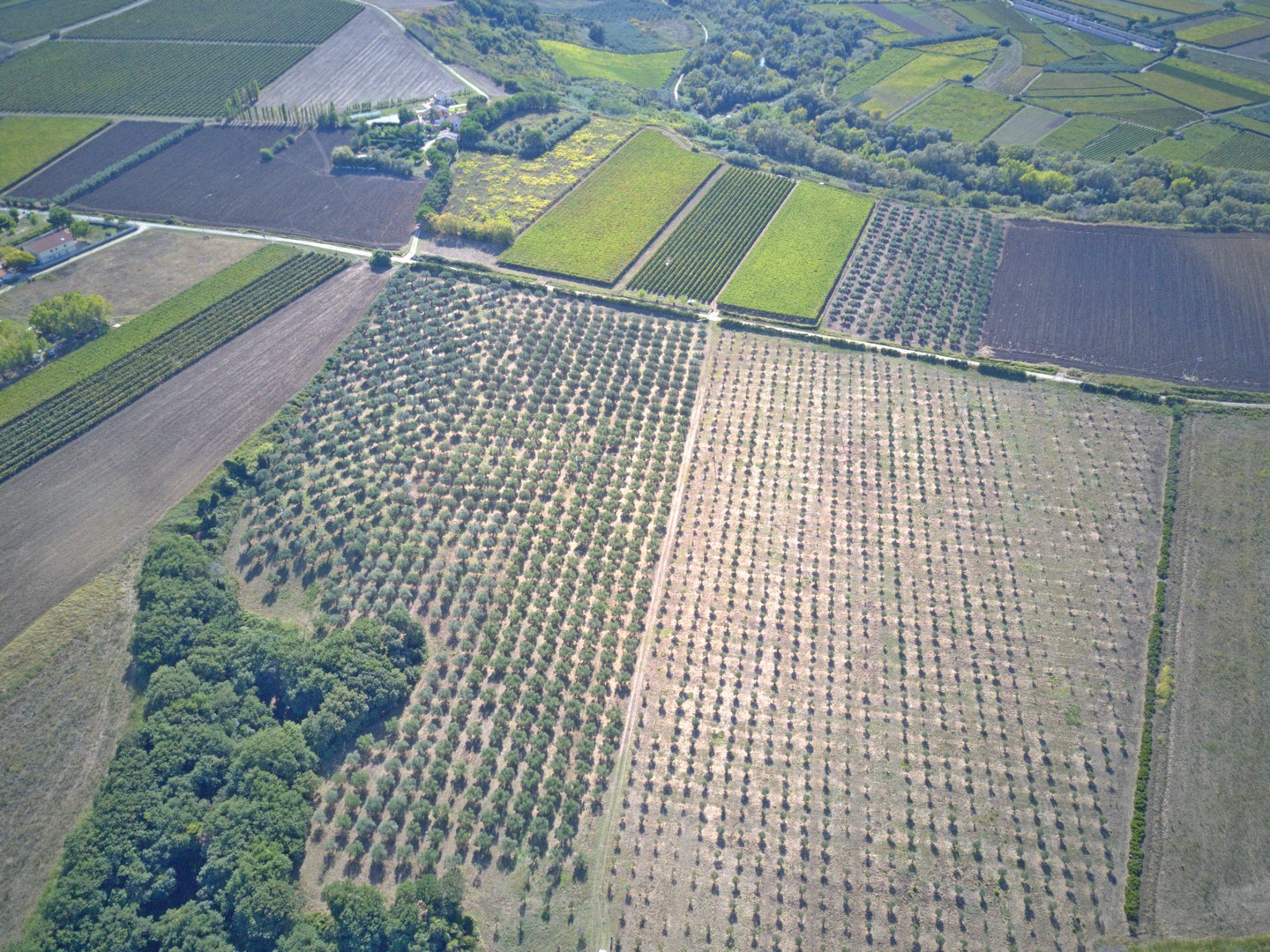 Olivenproduktion am Meer