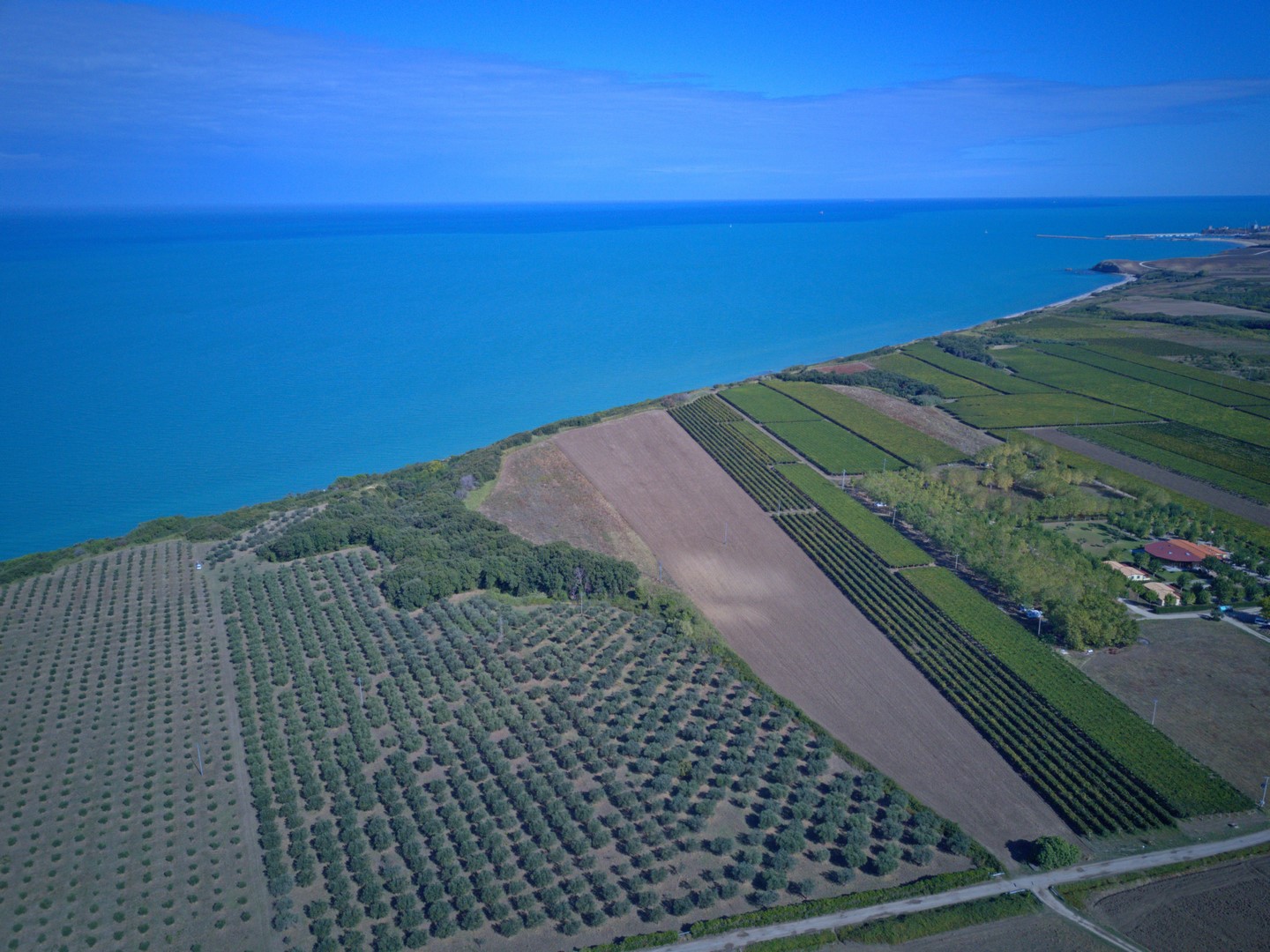 Olivenproduktion am Meer