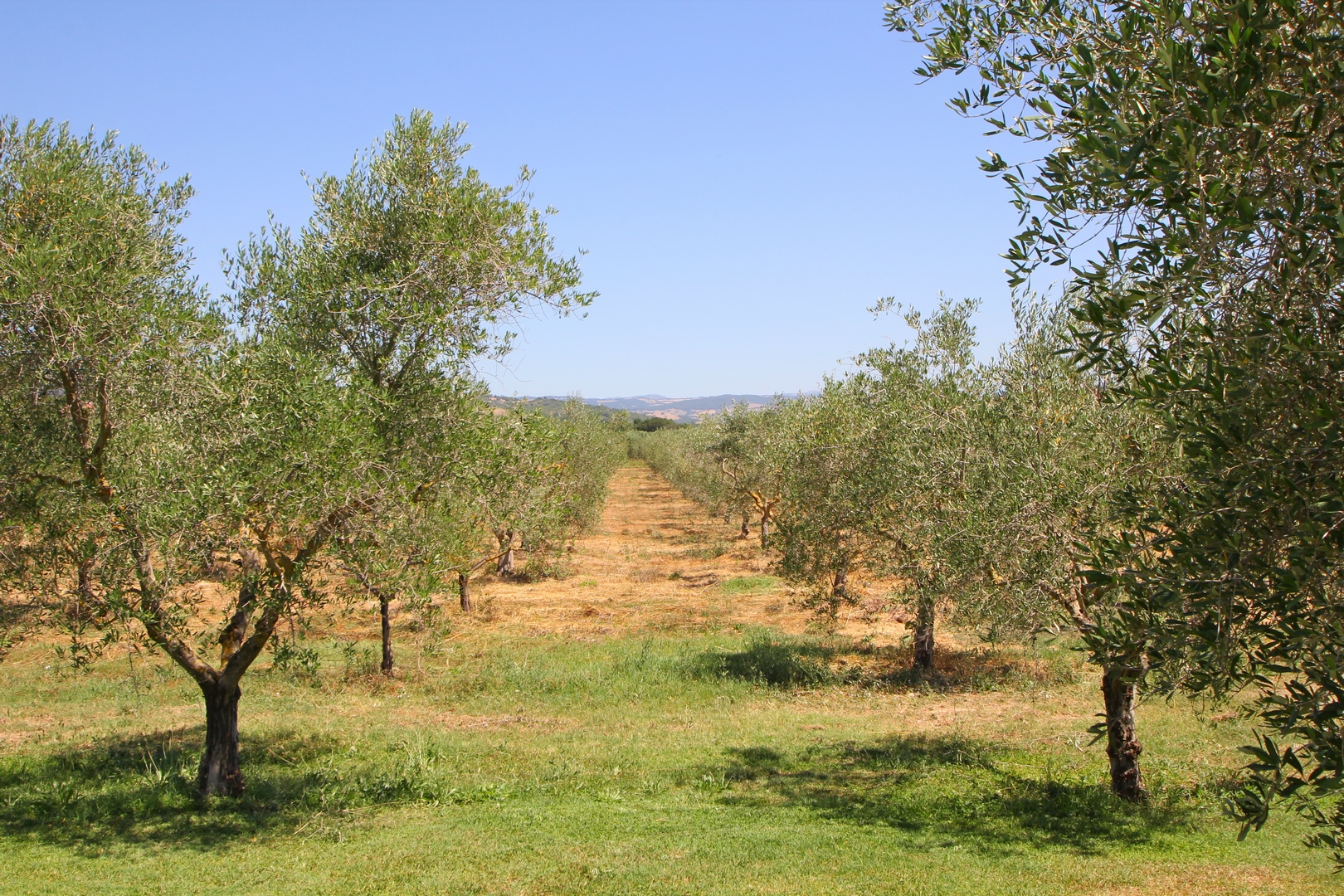 Agriturismo Scansano