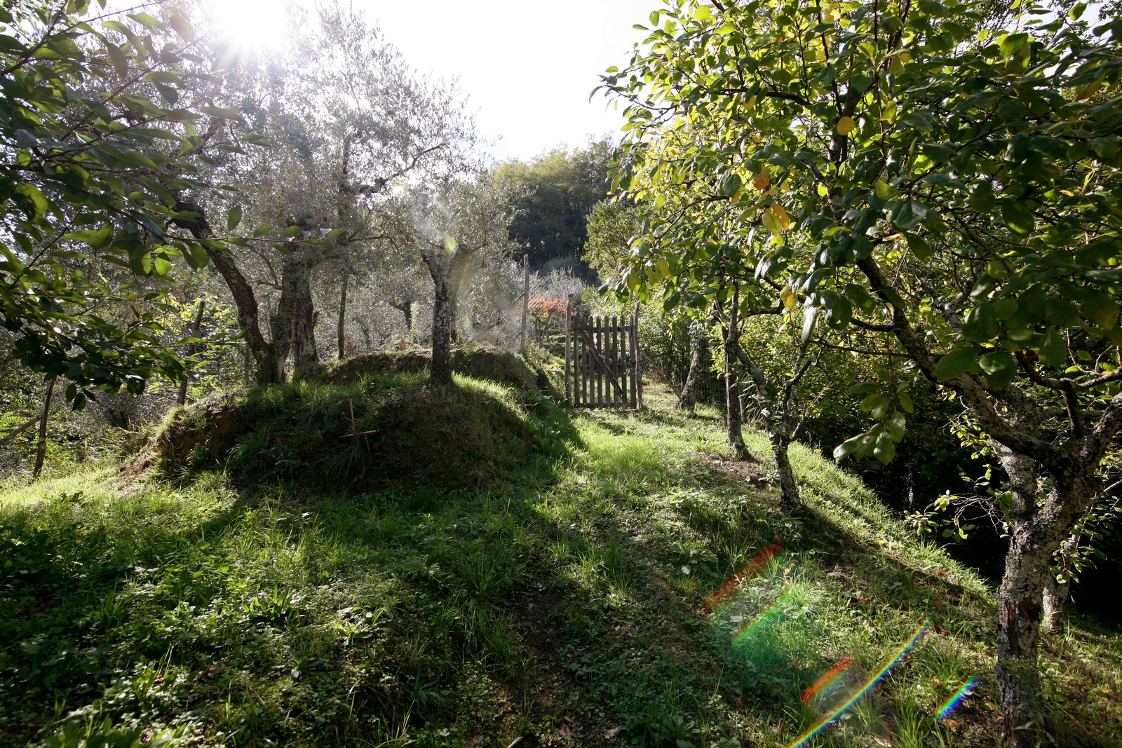 Large restored stone house near to Camaiore