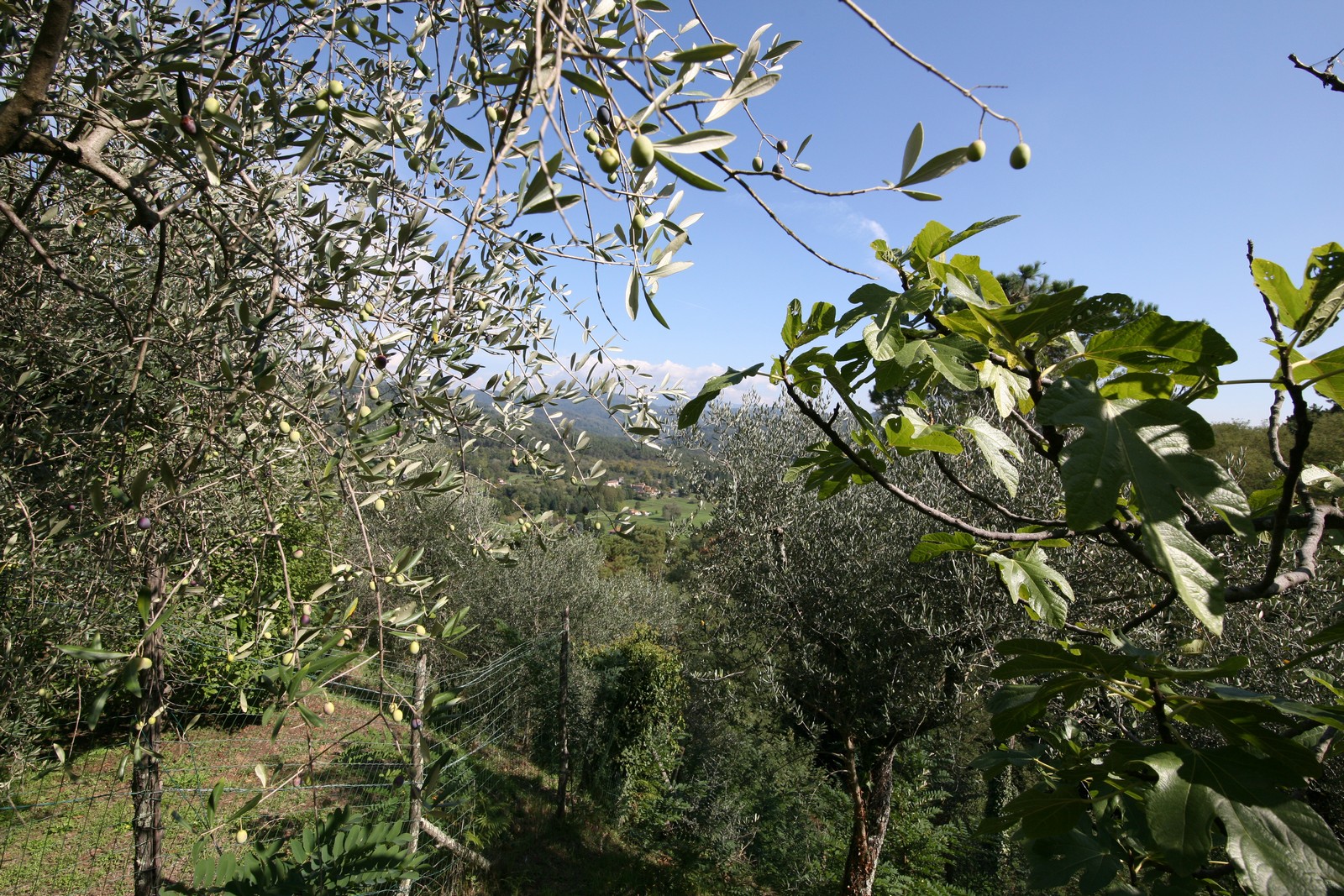 Large restored stone house near to Camaiore