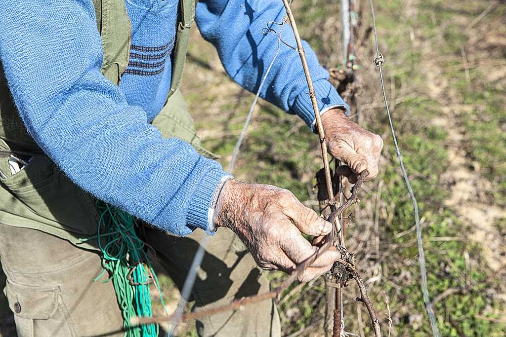 La finocchiona fiorentina, l'originale e unica solo in toscana