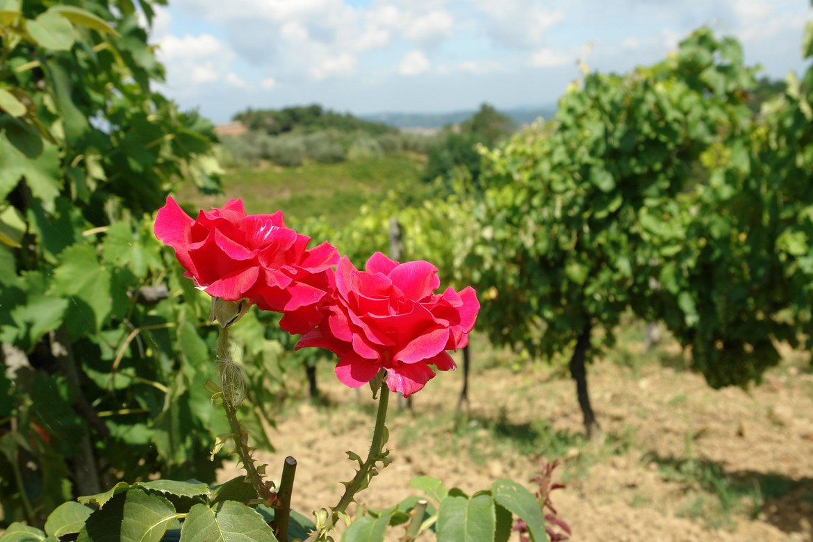Charming Agriturismo with Pool & Vineyard in Elsa Valley – Near San Gimignano
