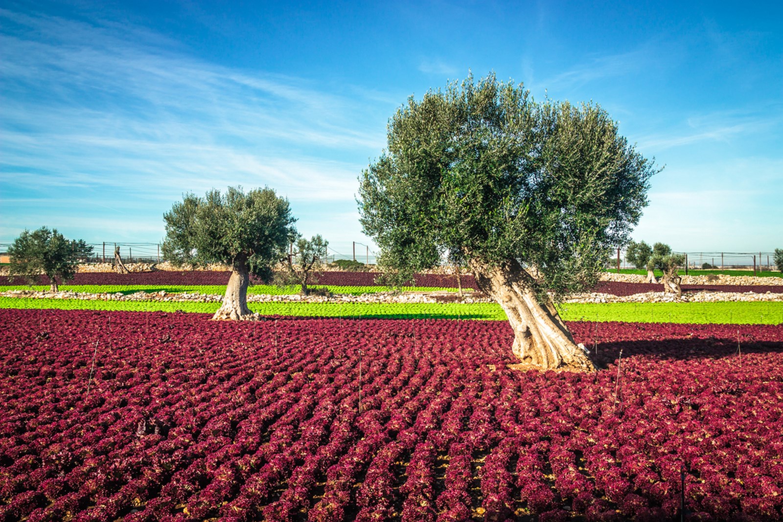 Visit Tuscany