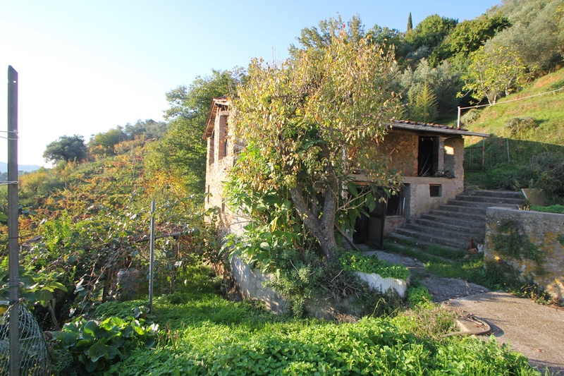 Gruppo di rustici in Versilia