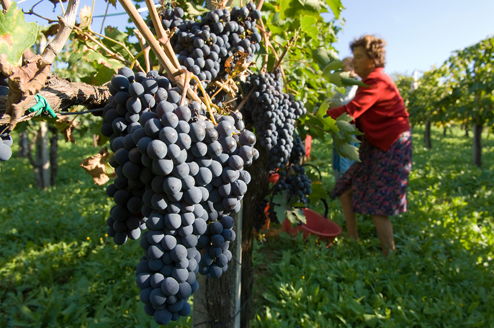 Winegrowing in Tuscany