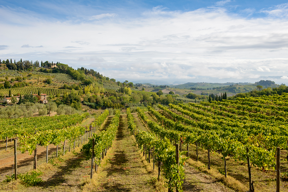 Weinbau in der Toskana