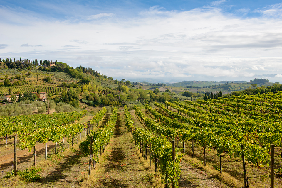 Winegrowing in Tuscany